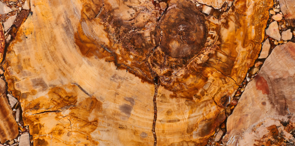 Brown Petrified Wood